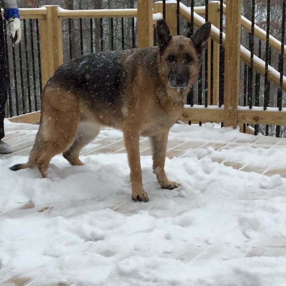 Meet your Posher, Abby